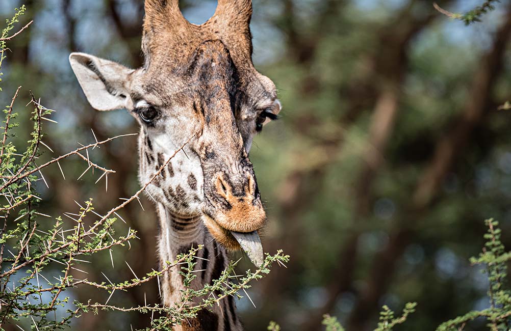 images-titelauswahl